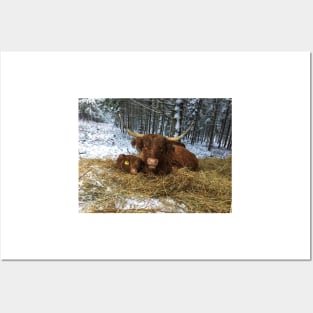 Scottish Highland Cattle Calf and Cow 1604 Posters and Art